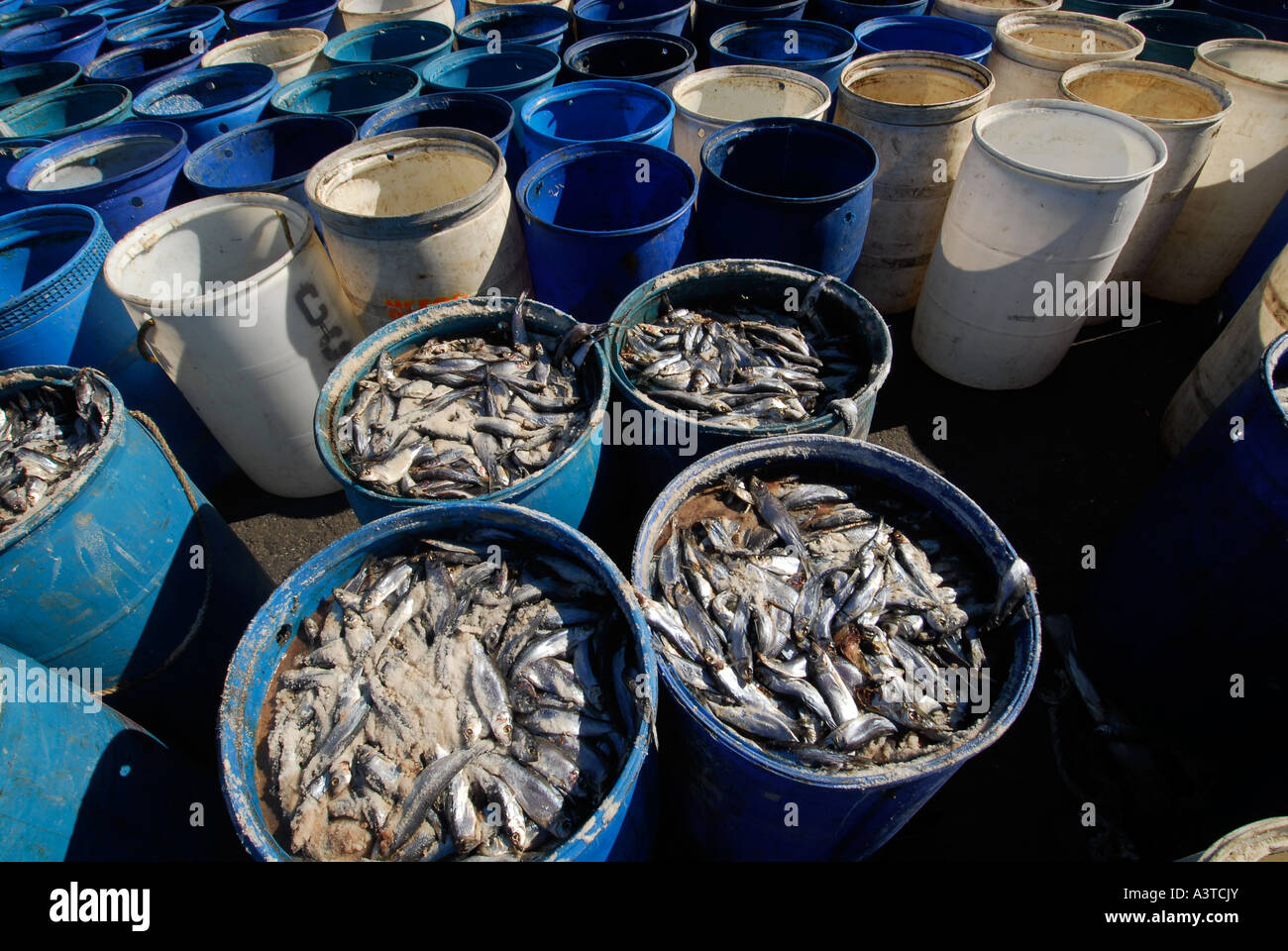 conservation fish harbor market salt sardine sardines Stock Photo Alamy