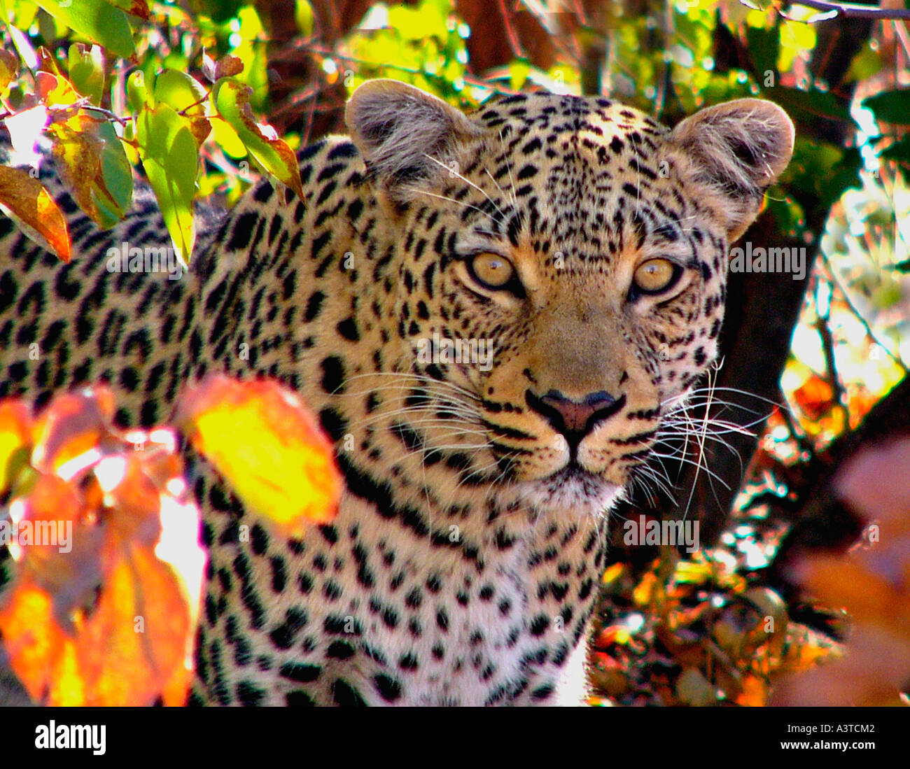 male leopard in aggressive mood autumn colours of mopani leaves Hwange National Park Zimbabwe Stock Photo