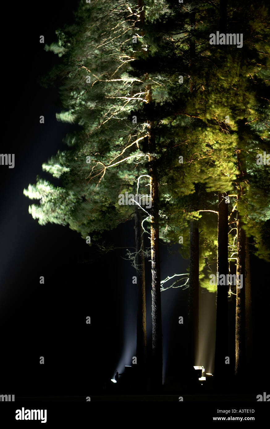 Light on Pine tree s Sweden Stock Photo Alamy