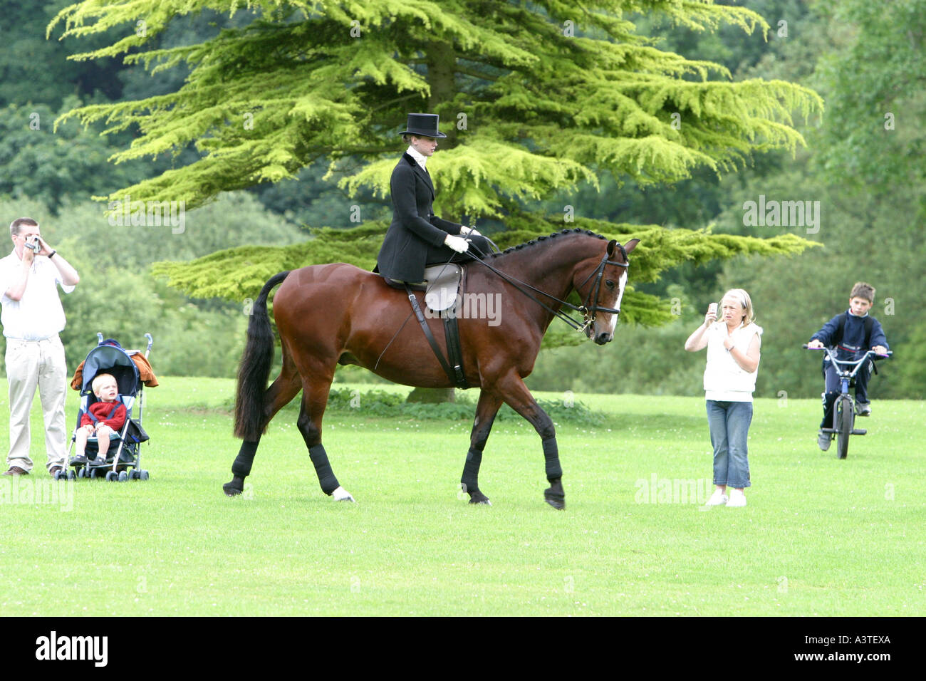 Energetic fun playing horse hires stock photography and images Alamy