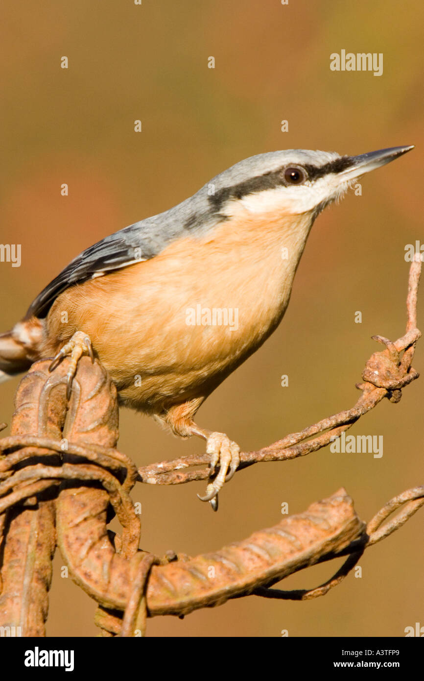 Nuthatch perched on barbed wire Stock Photo