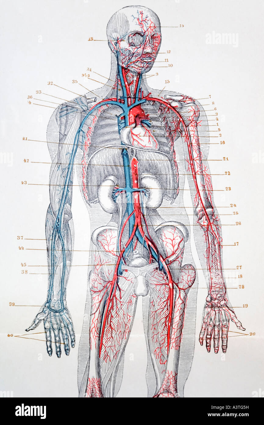 Picture of blood vessels of a human body, german encyclopedia from 1904 Stock Photo