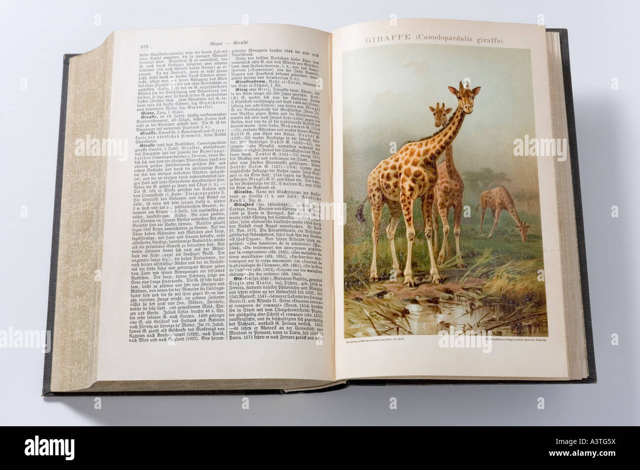 Picture of two giraffes, german encyclopedia from 1904 Stock Photo