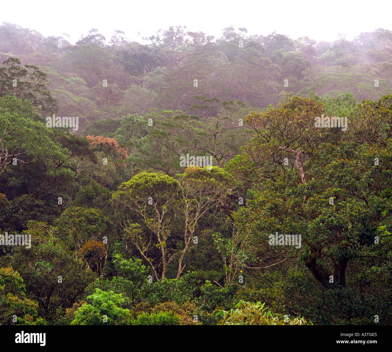 Rainforest hi-res stock photography and images - Alamy