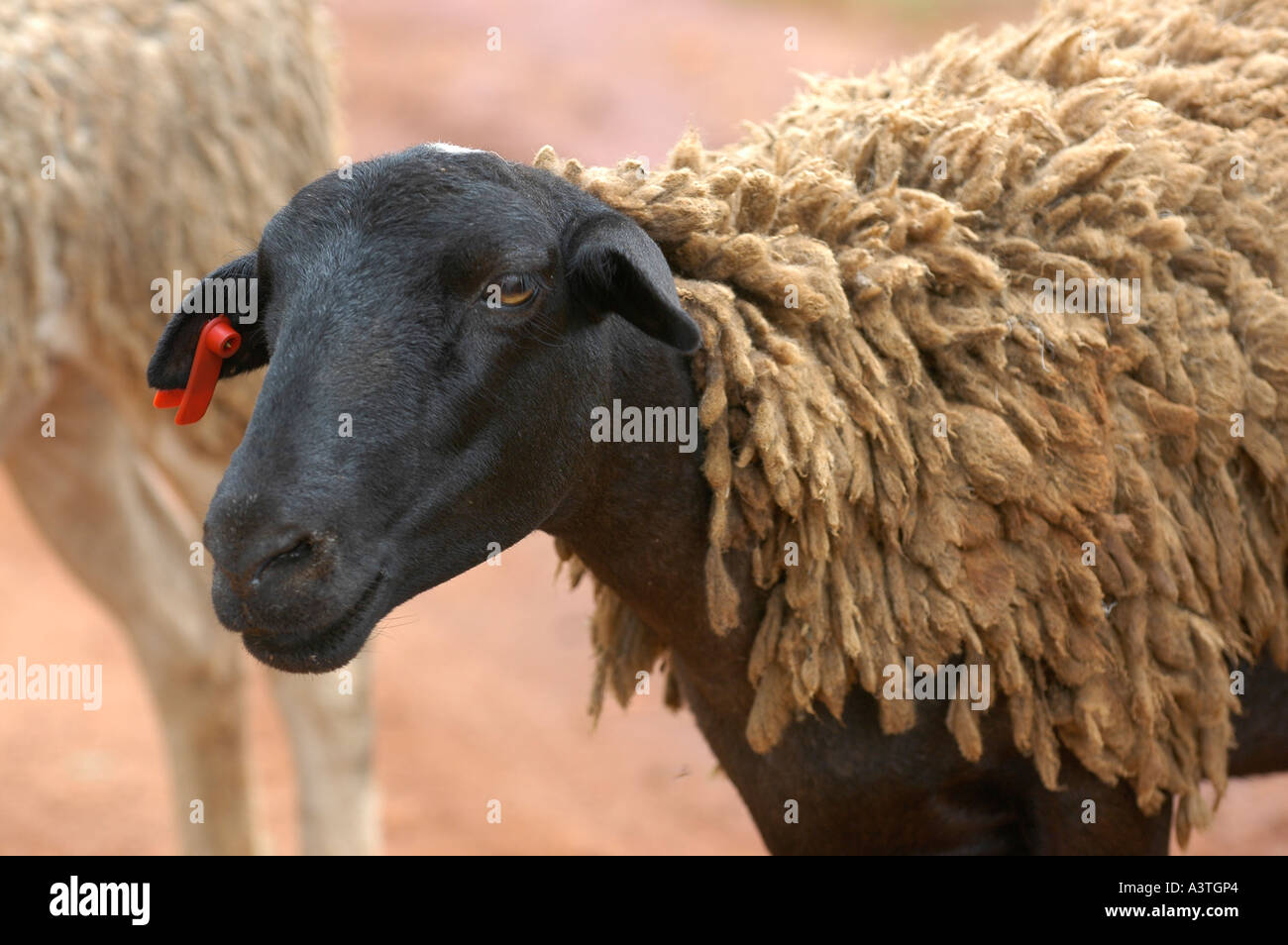 Black sheep with patchy white outer cover of wool in Vumba mountains