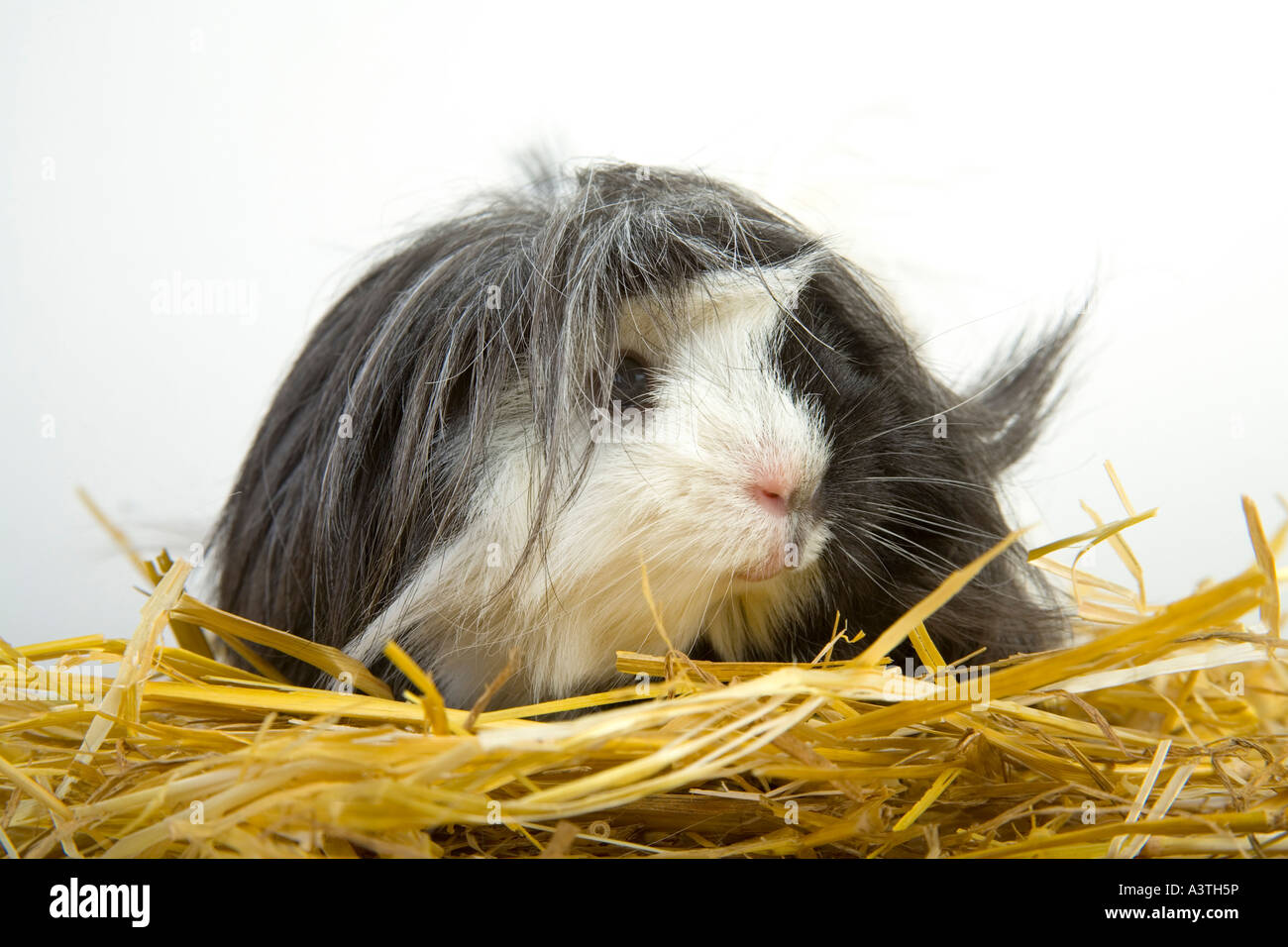 Guinea pig in straw Stock Photo Alamy