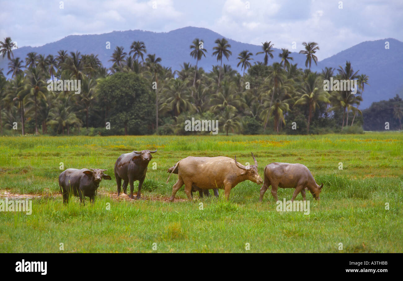 Water buffalo malaysia Stock Photo
