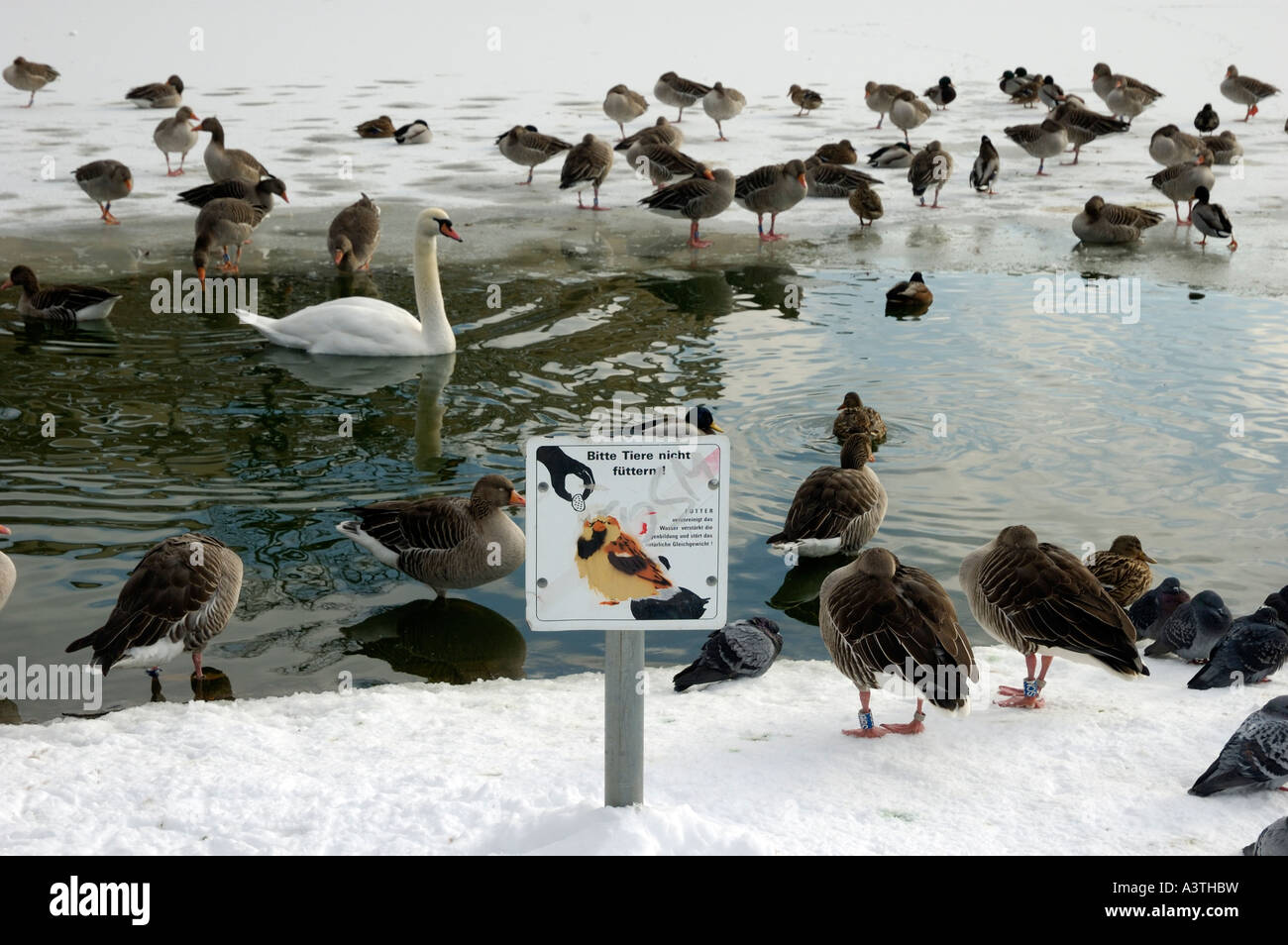 Partially frozen sea with swan and ducks. A german sign says: do not feed the animals Stock Photo