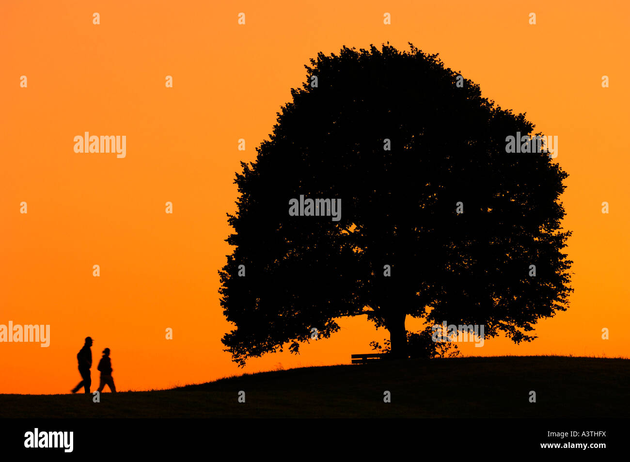 Two persons walking towards a linden tree, radiant sky at sunset Stock Photo