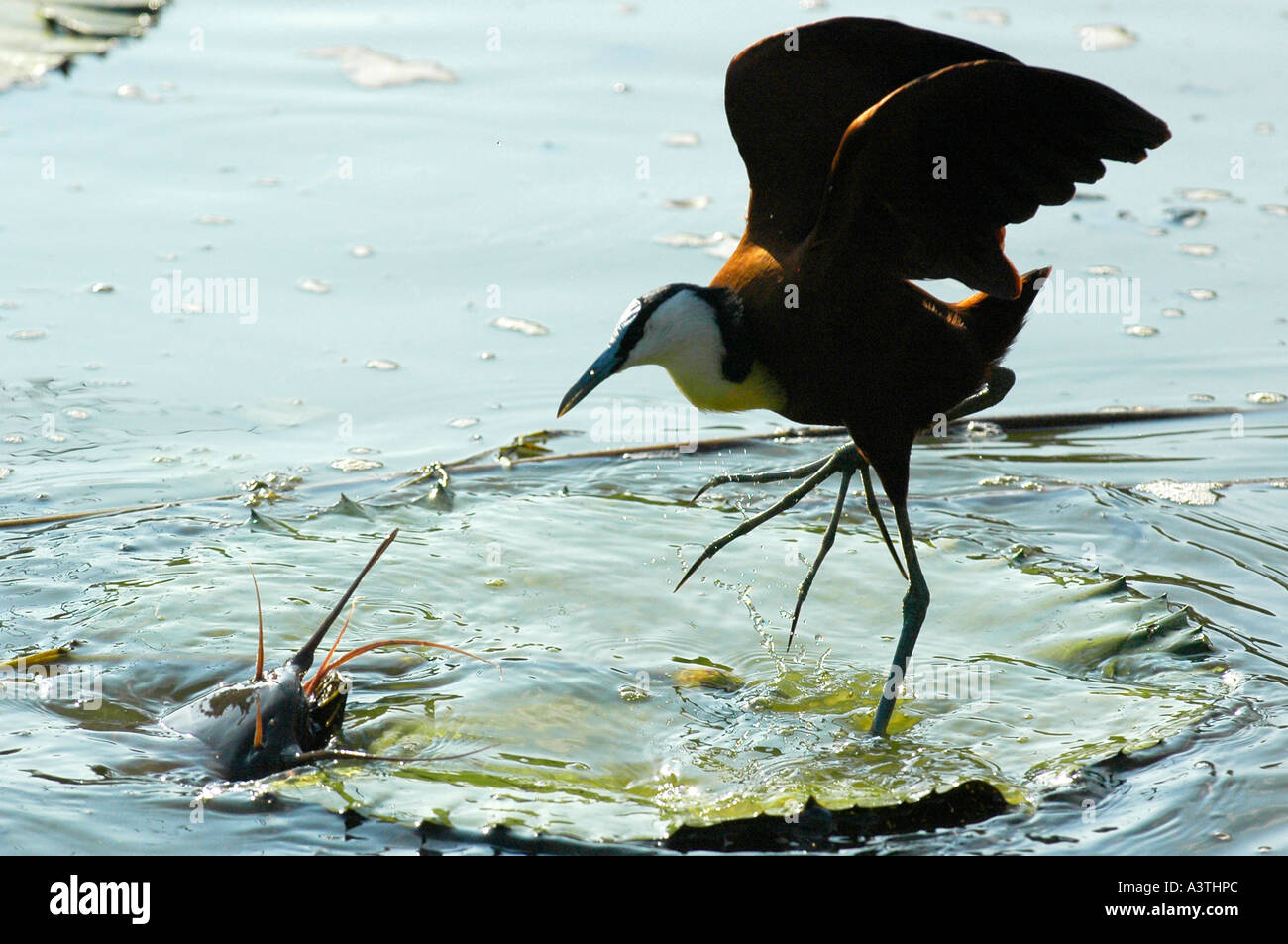 catfish/barbel inspecting African Jacana on water lily pad Stock Photo