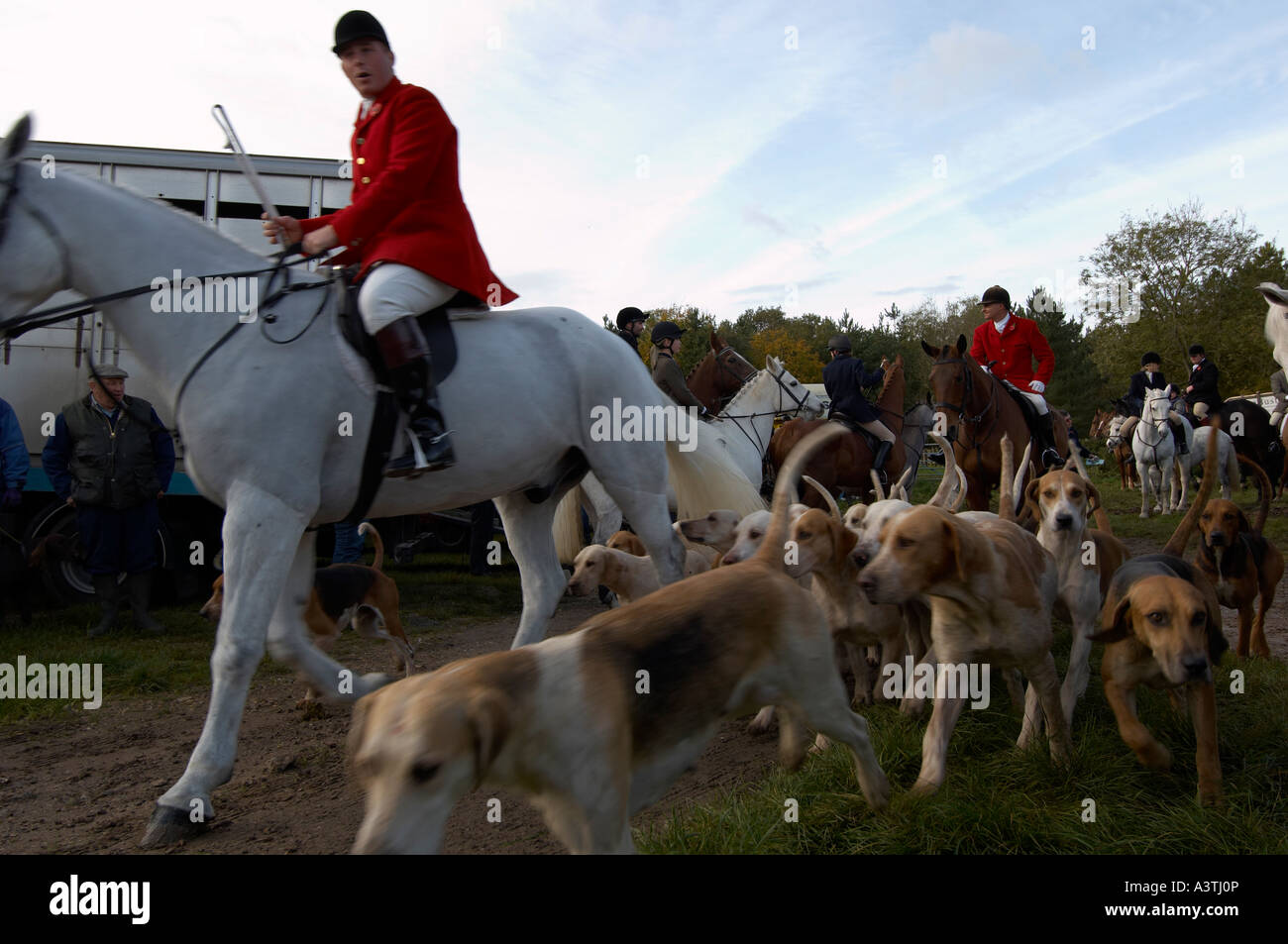 Fox hunting riders and pack of hounds Stock Photo Alamy