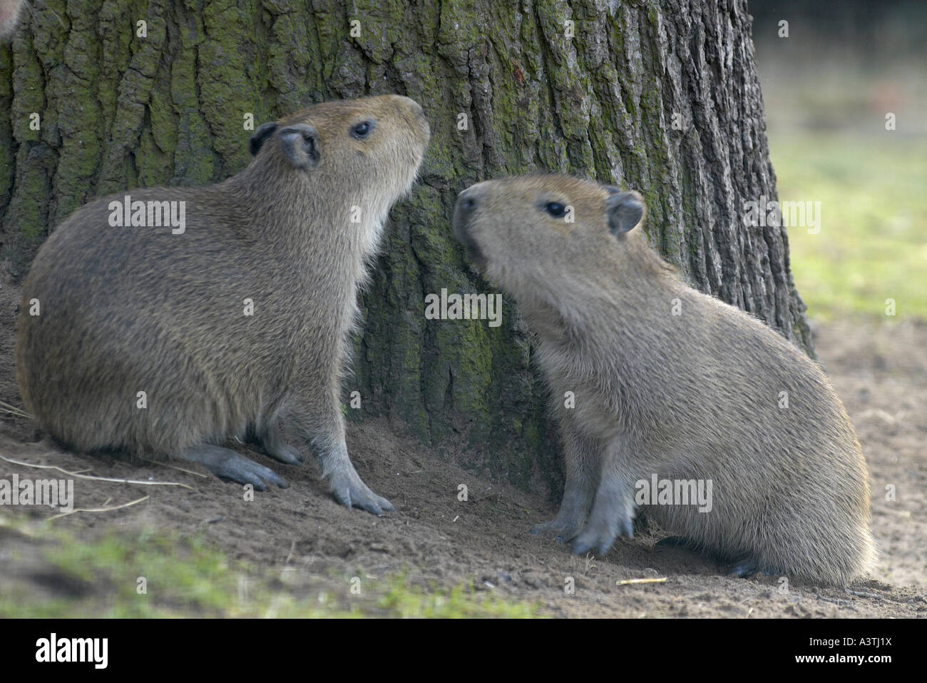 Two baby Capybara Stock Photo