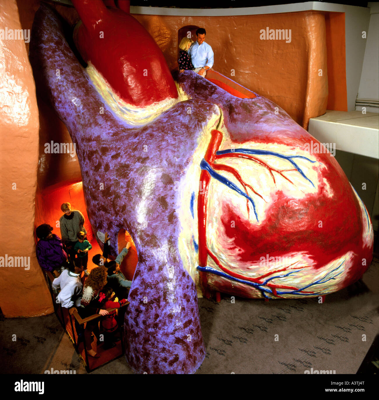 Museum Model Of "The Heart," The Franklin Institute Science Museum, Philadelphia, Pennsylvania, Stock Photo