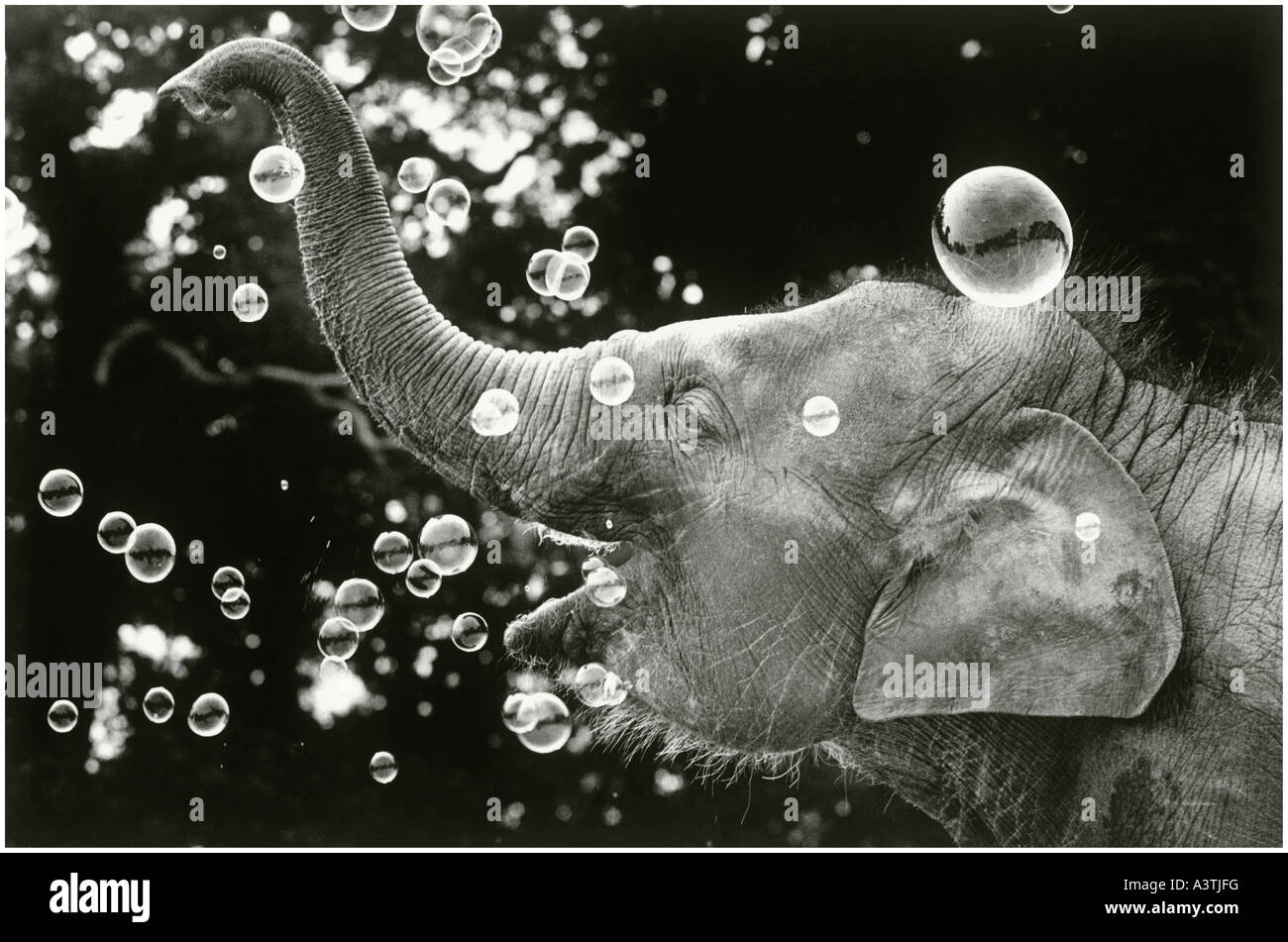 Roger bamber Stock Photos & Images from Alamy