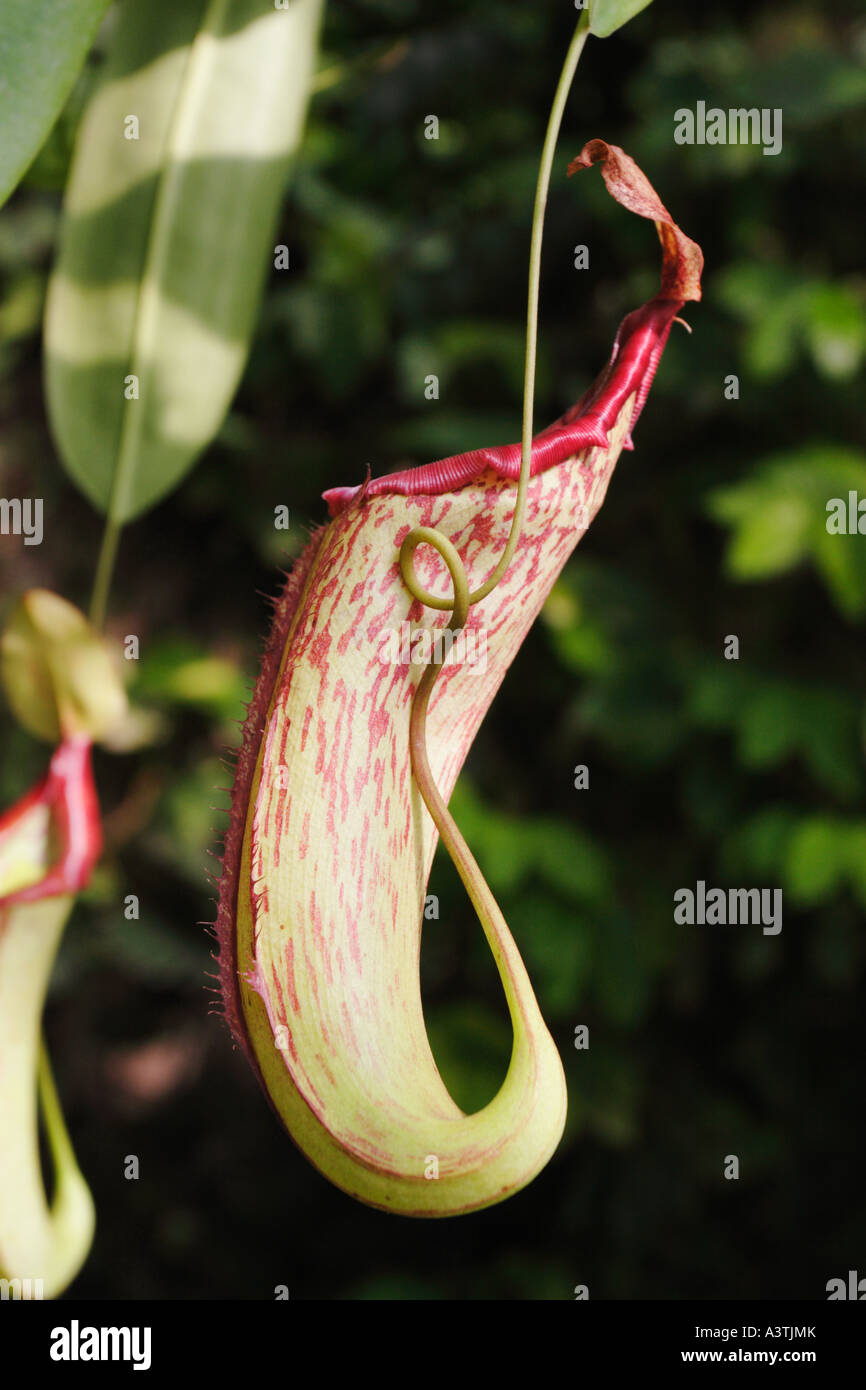 The carnivorus Pitcher plant Nepenthes maxima originates from the jungles of Asia Stock Photo