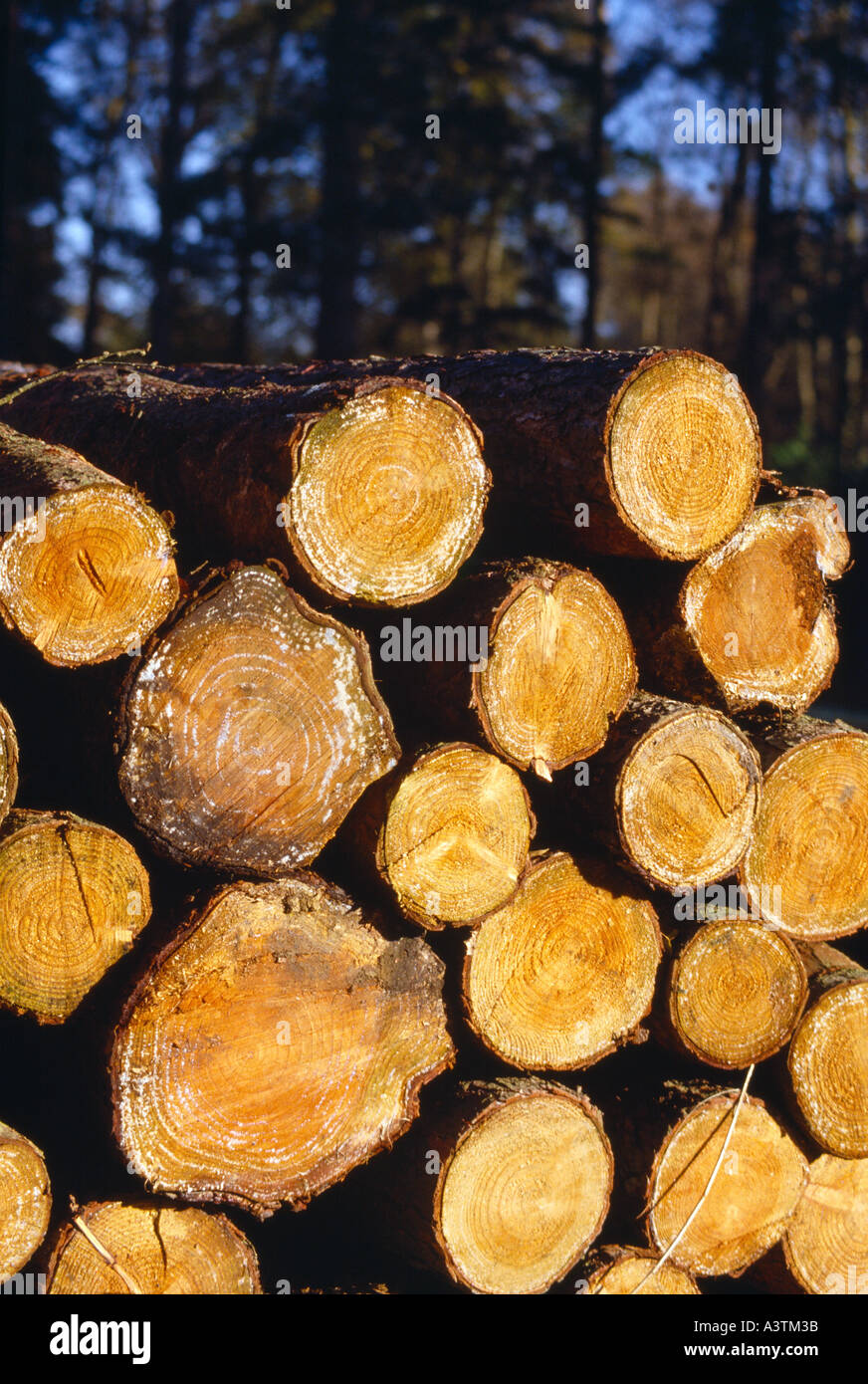 Sawn tree logs Ashridge UK Stock Photo
