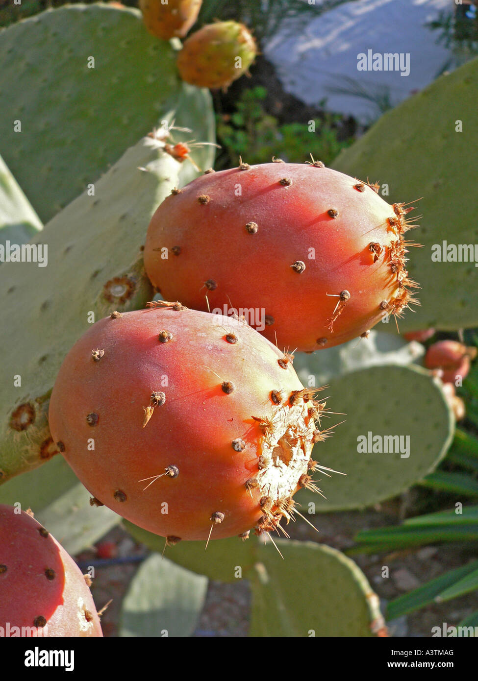 Prickly pear fruit growing in Spain Opuntia ficus indica Stock Photo Alamy