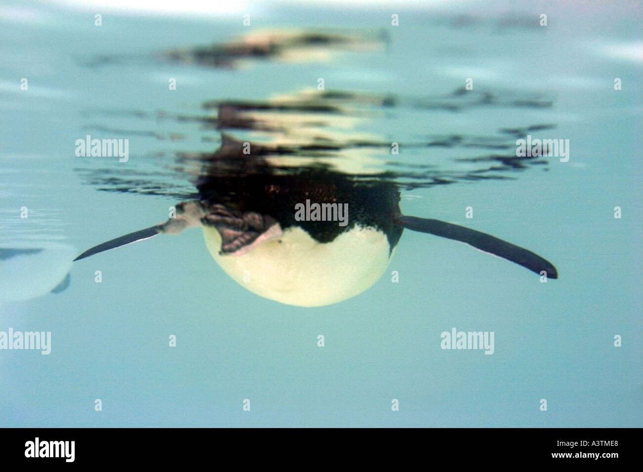 Penguin swimming underwater Antarctica Cape Crozier Emperor penguin