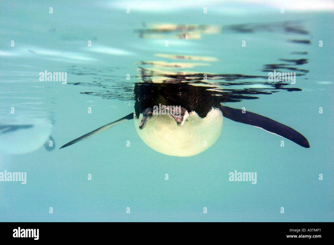 Penguin swimming underwater Antarctica Cape Crozier Emperor penguin