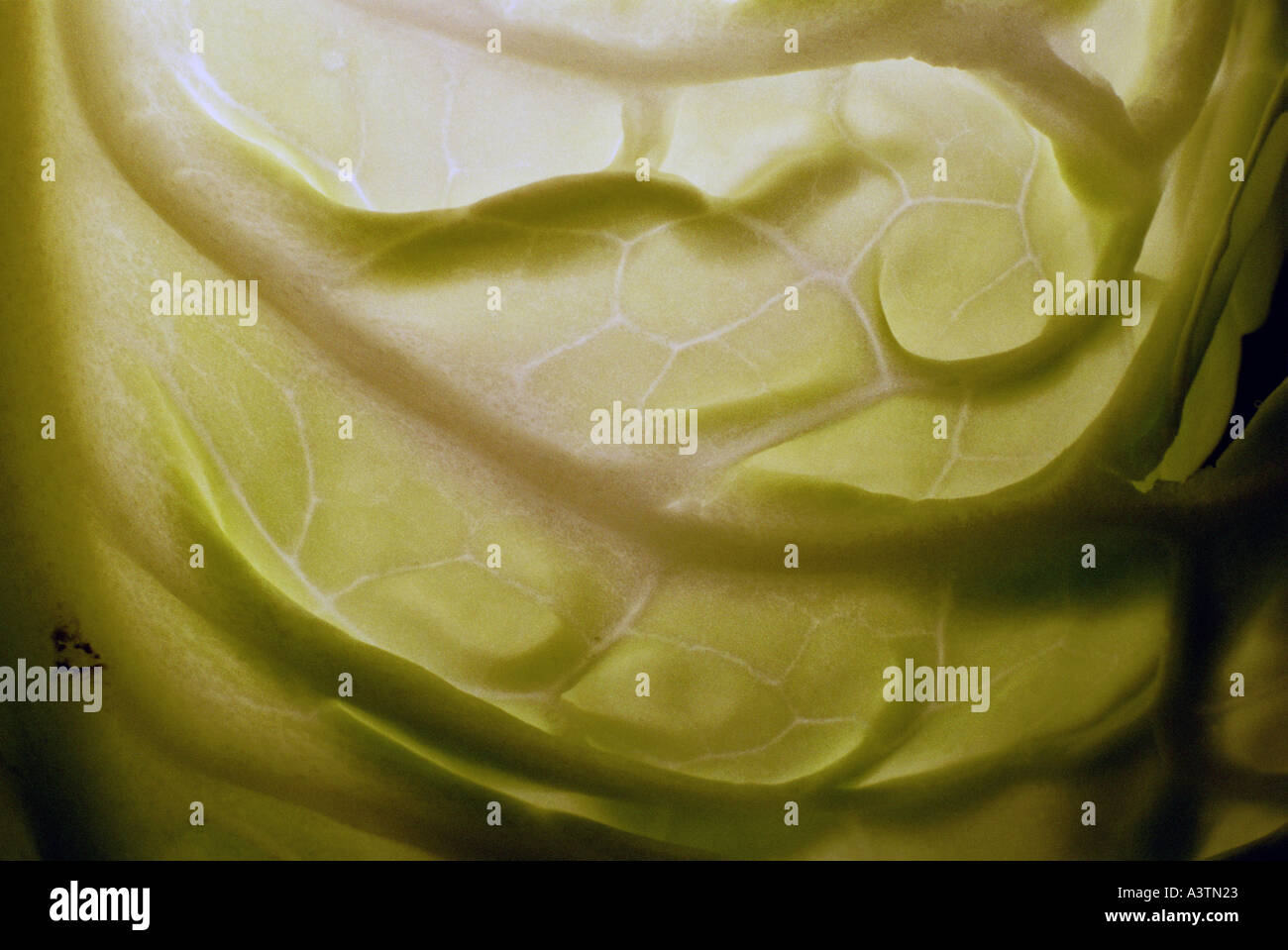 Abstract cabbage hi-res stock photography and images - Alamy