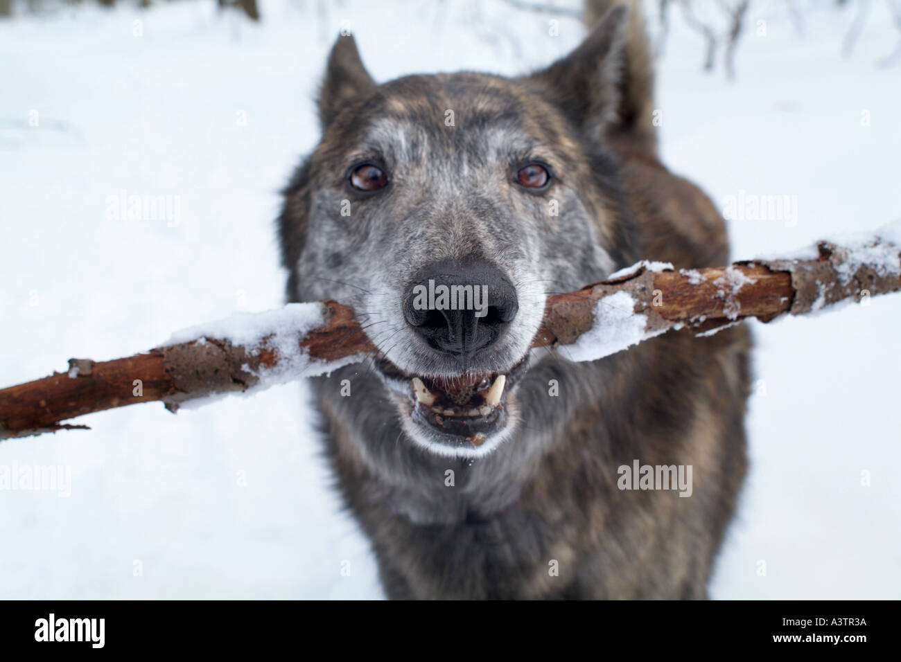 Dog with stick in mouth waiting to play Stock Photo