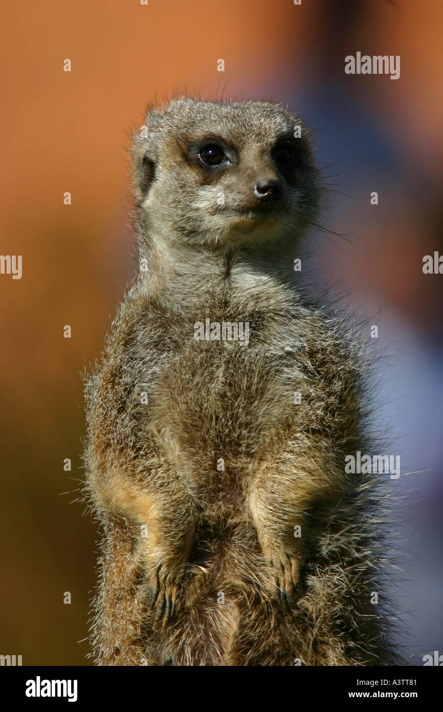Mircat Meercats in various positions locations and activities meer meercat ...