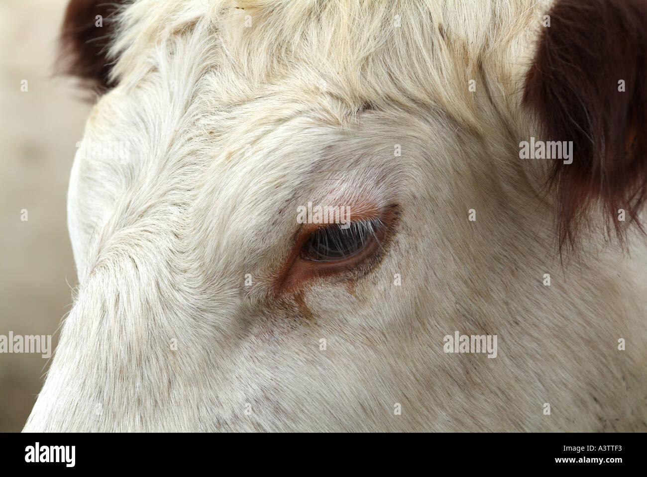 Close up photograph of a British White cows, heifer face. Stock Photo
