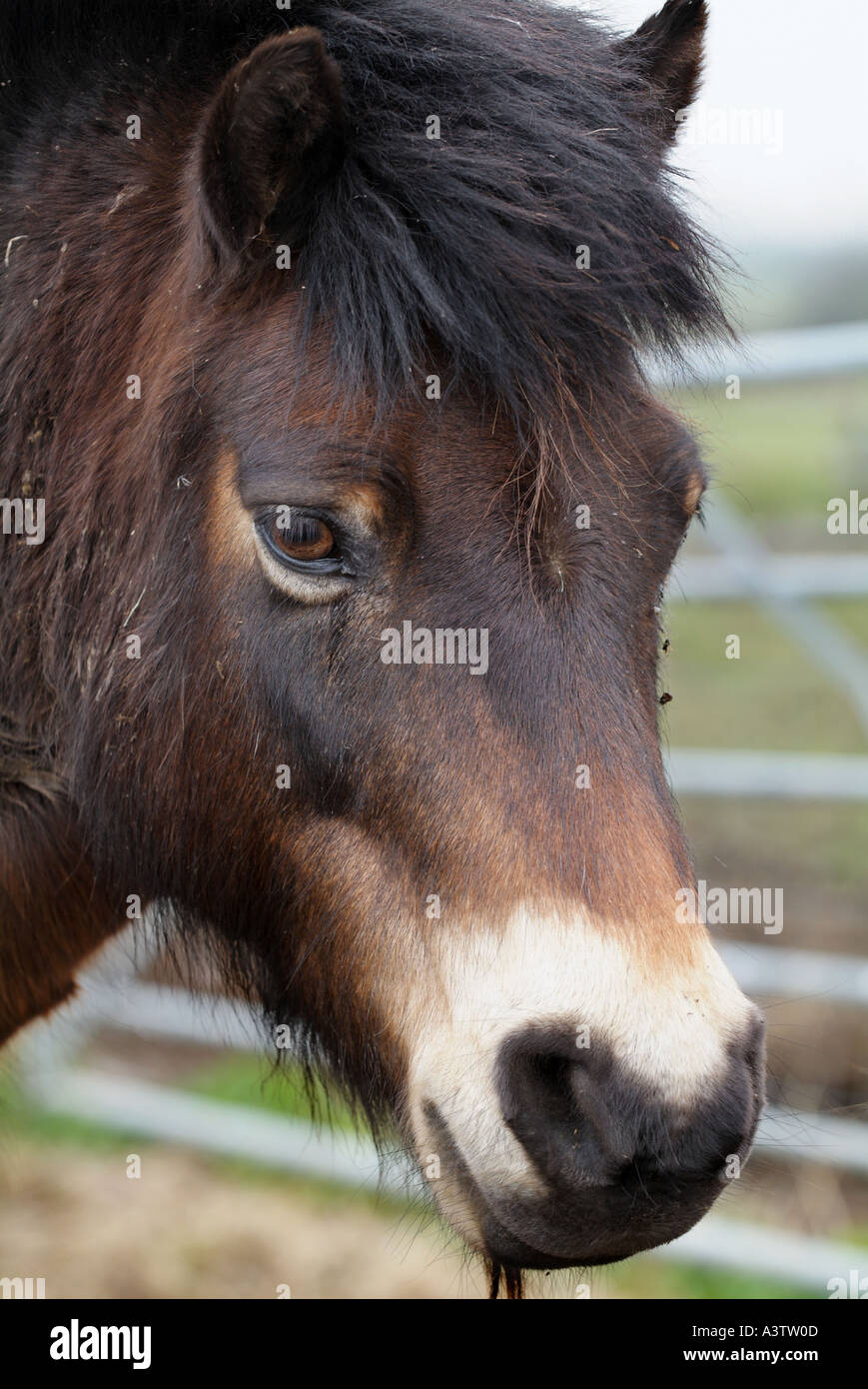 Close up photograph of a brown chestnut horse Stock Photo