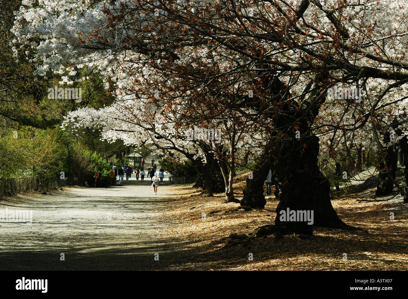Spring Central Park spring central park flower Stock Photo - Alamy