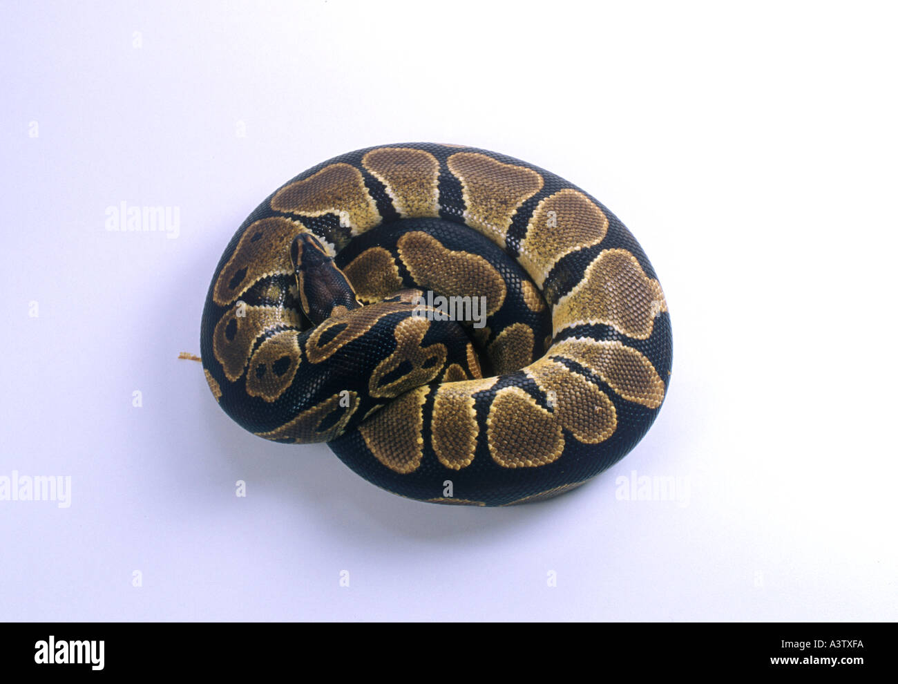 Royal Python Python Regius curled up on White background Stock Photo ...