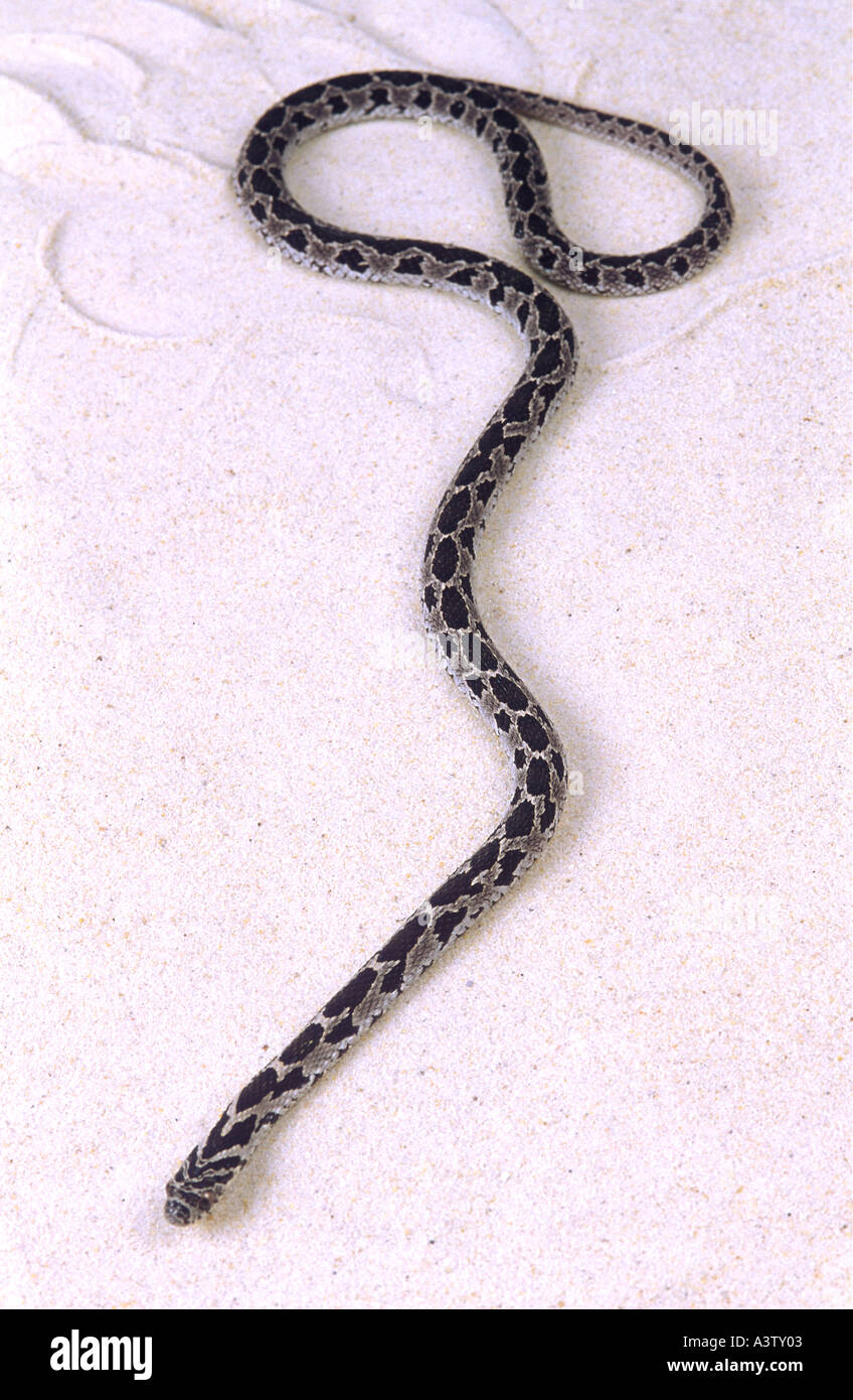 Rat snake or Corn Snake elaphe bairdi Stock Photo