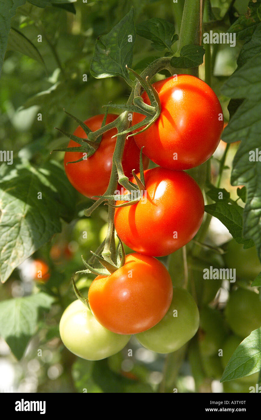 Tomatoes in various stages of maturity grown under glass in Wales UK. Stock Photo