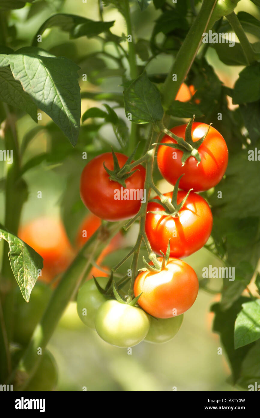 Tomatoes in various stages of maturity grown under glass in Wales UK. Stock Photo