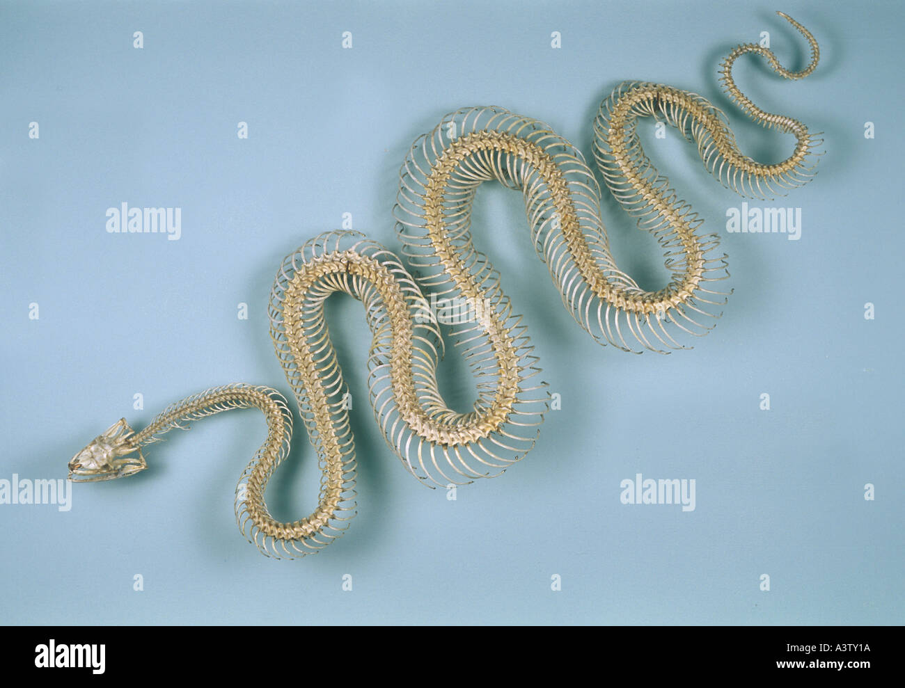 Python skeleton hi-res stock photography and images - Alamy