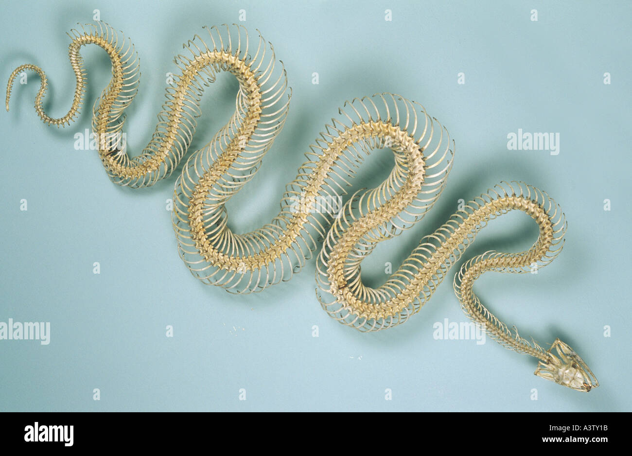 Snake skeleton hi-res stock photography and images - Alamy