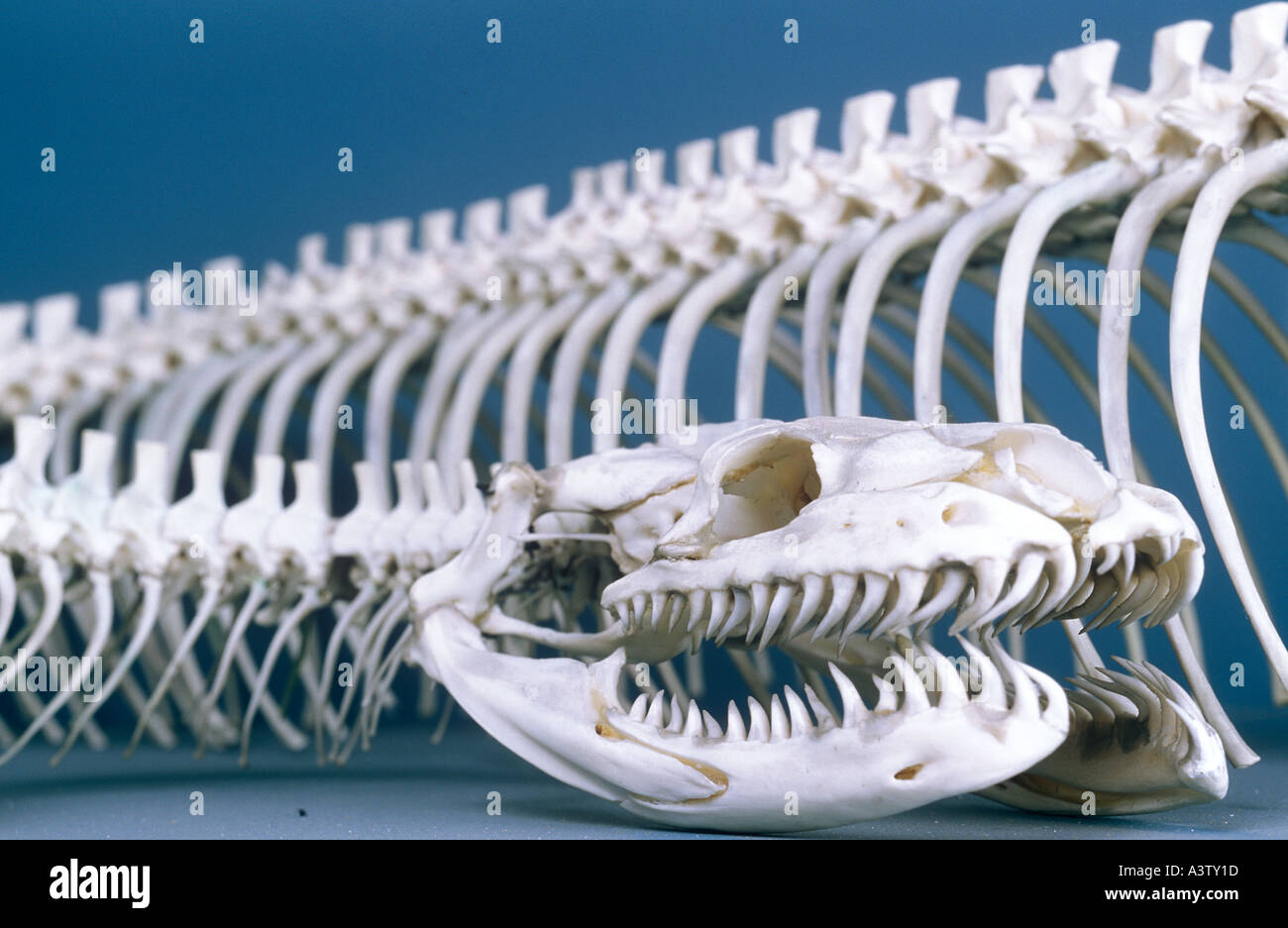 Python skeleton and skull Stock Photo: 3545884 - Alamy