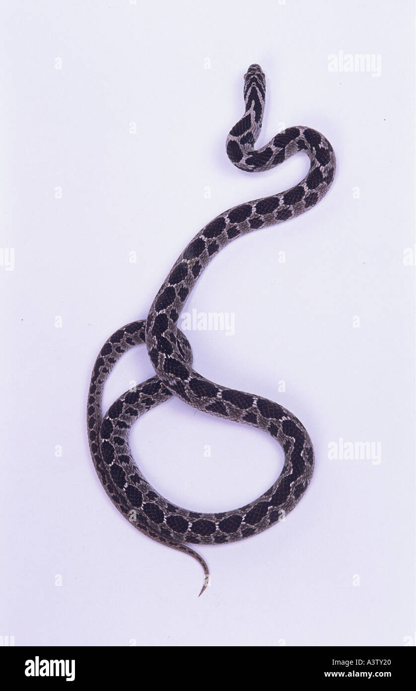 North American Rat snake or corn snake elaphe o bairdi Stock Photo