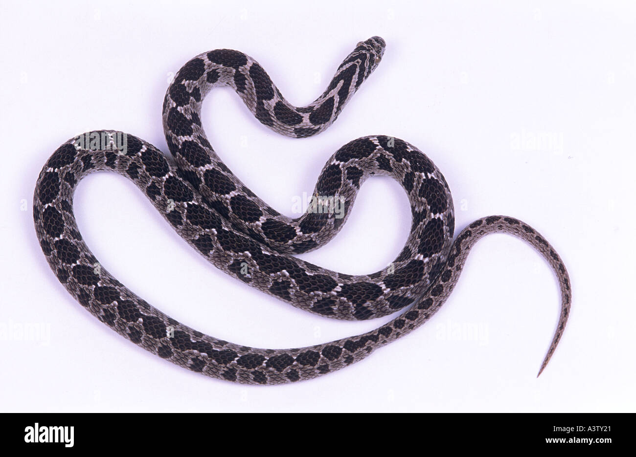North American Rat snake or corn snake, elaphe bairdi Stock Photo