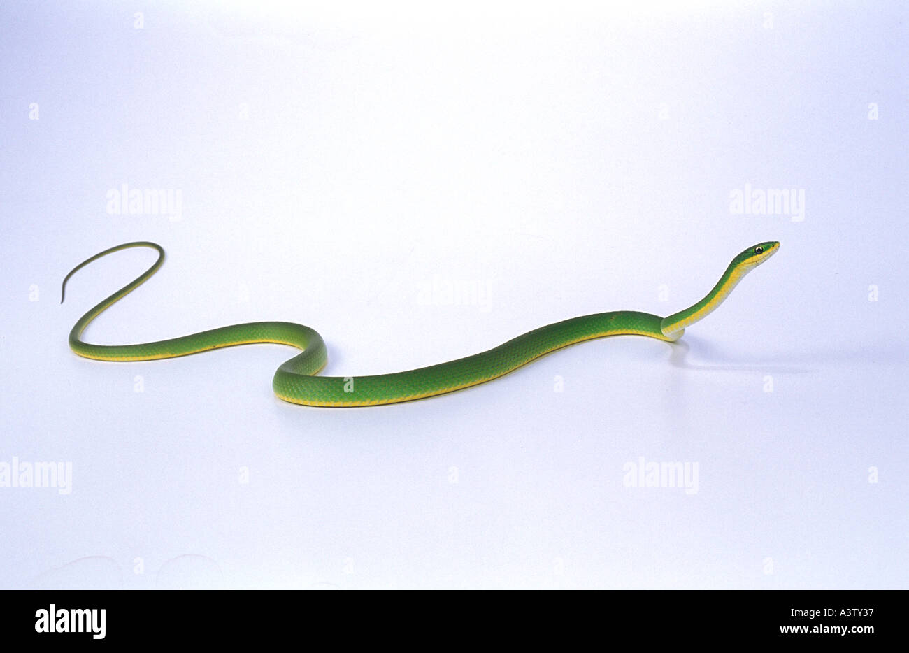 American Rough green tree snake opheodrys aestivus Stock Photo