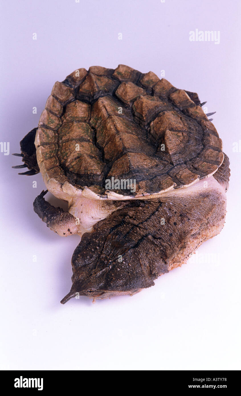 Leaf turtle or Mata Mata chelus fimbriatus from South America Stock Photo