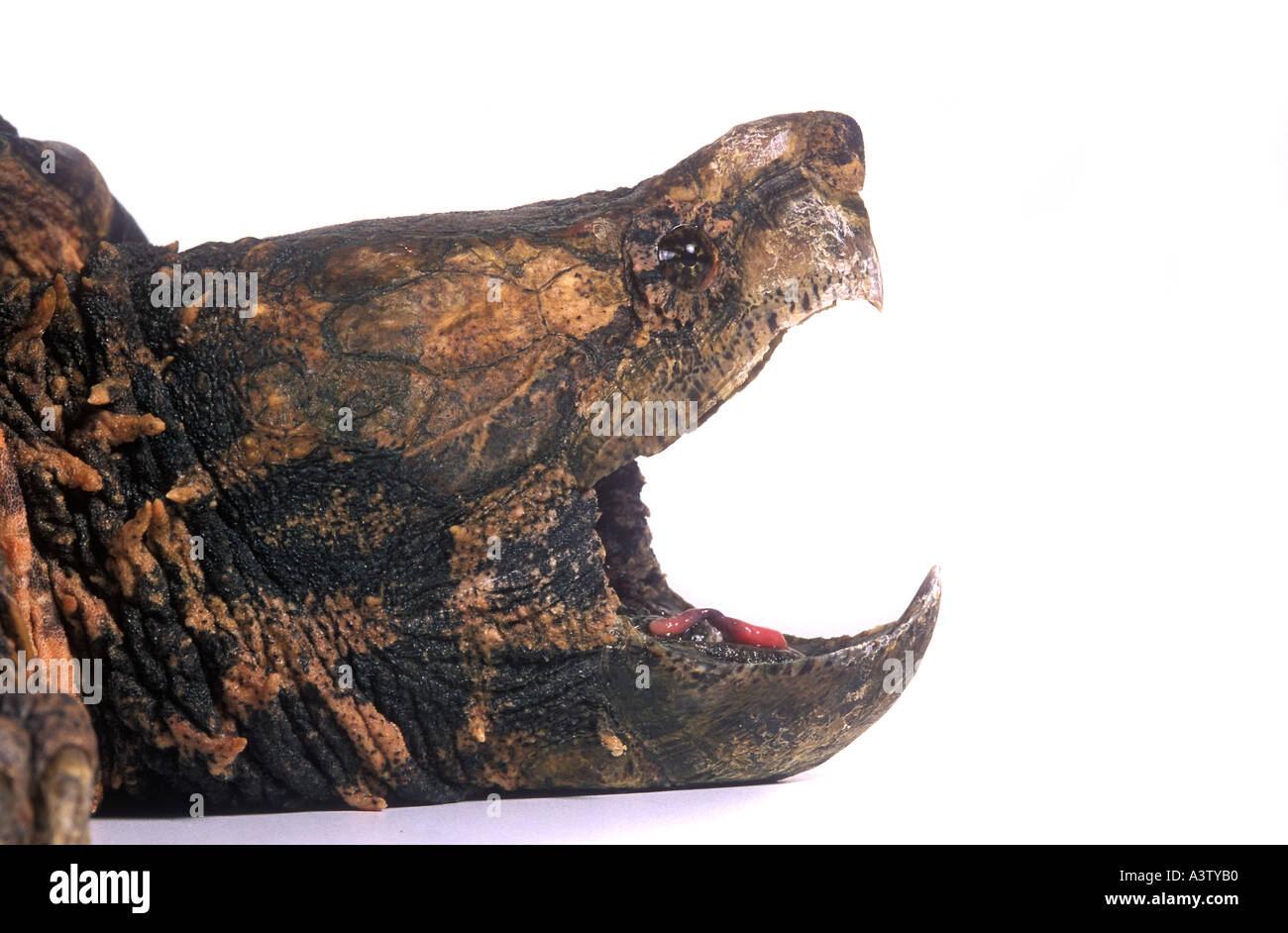 Aligator Snapping turtle Macroclemys temminckii from Southeast USA ...