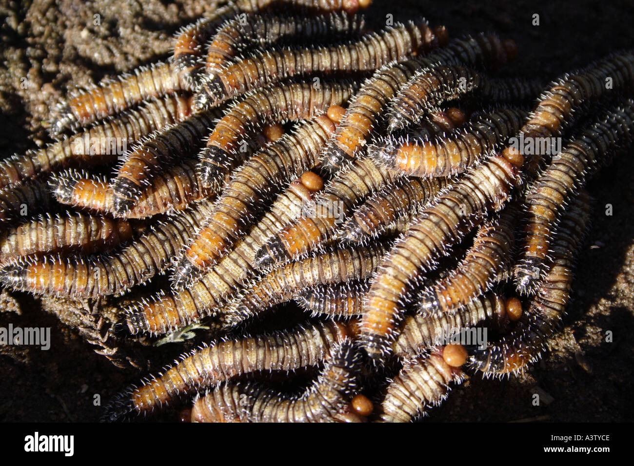 A GROUP OF CATERPILLARS CRAWLING ON A MUD FLAT Stock Photo Alamy