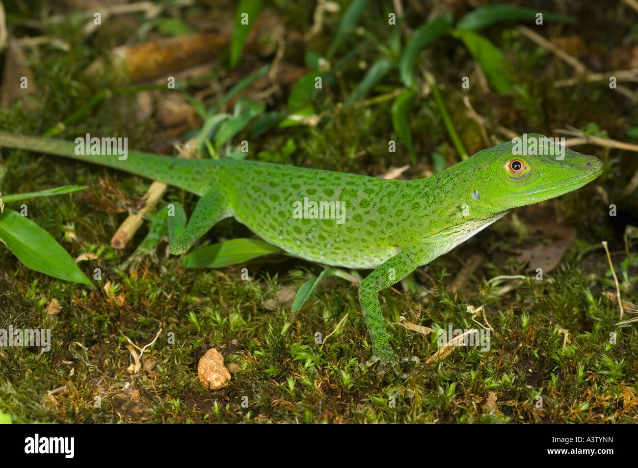 Unknown species of wild green Anole lizard,  Pirre Mountain, ca 5000 ft. Darien National Park, Panama Stock Photo