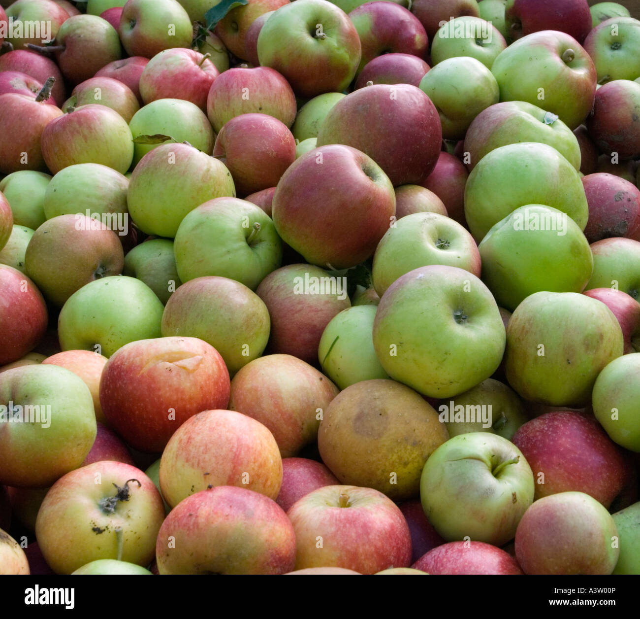 Apple orchard kent harvest hi-res stock photography and images - Alamy