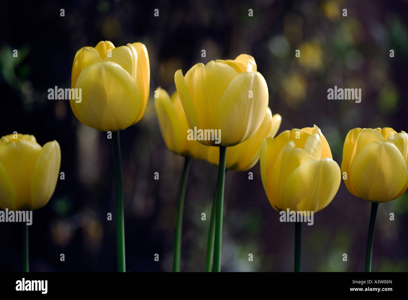 Yellow tulips in afternoon sunlight Stock Photo - Alamy