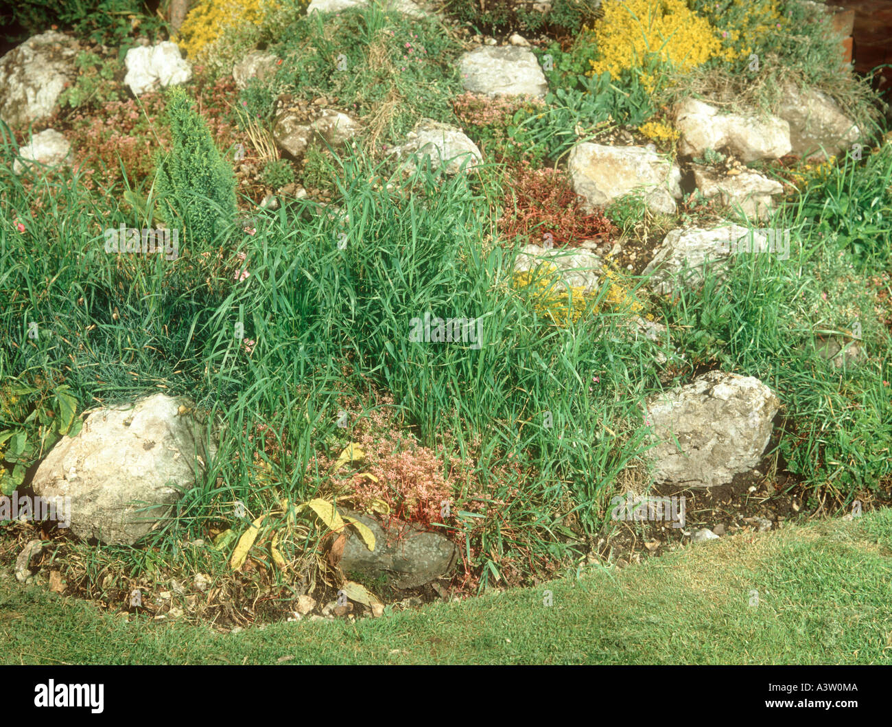 Couch grass Agropyron repens infesting rockery and flower beds in a garden Stock Photo
