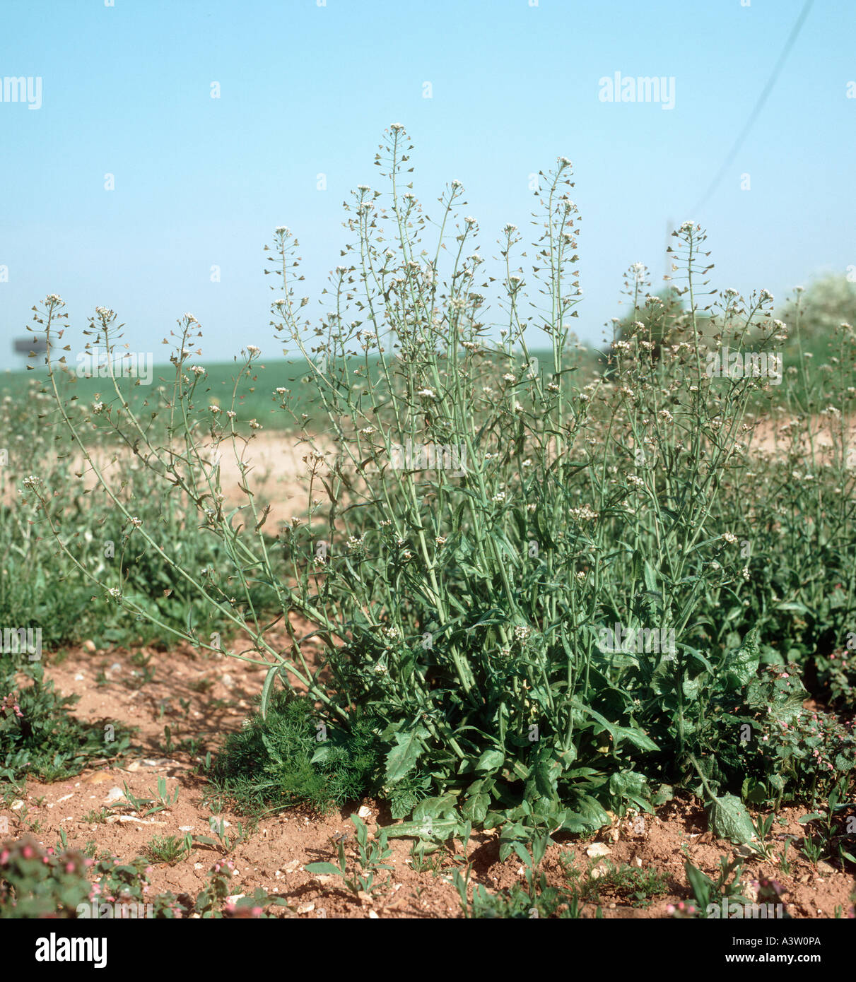 Shepherd s purse Capsella bursa pastoris flowering in waste ground Stock Photo