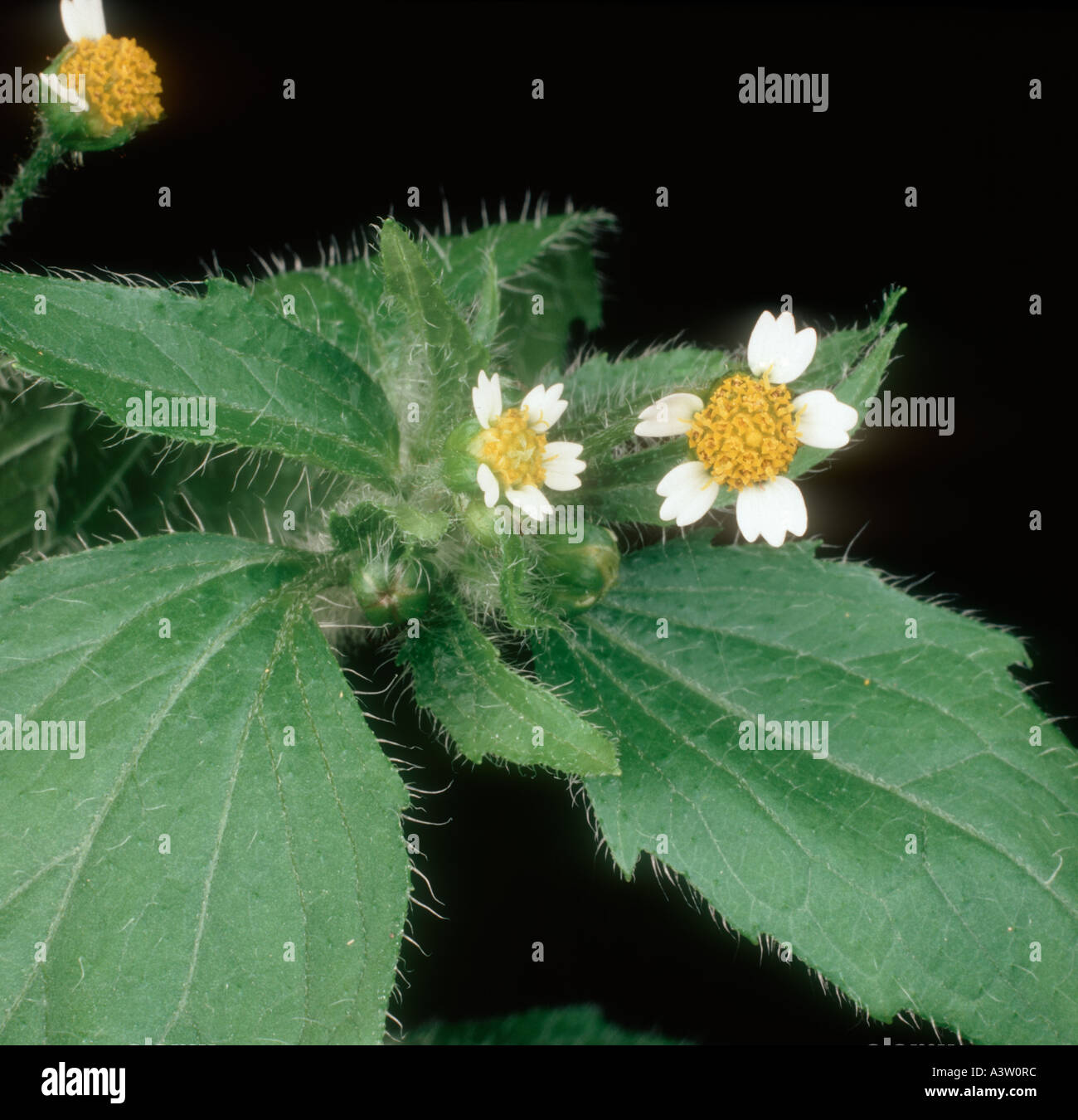 Gallant soldier flowers Galinsoga parviflora Stock Photo