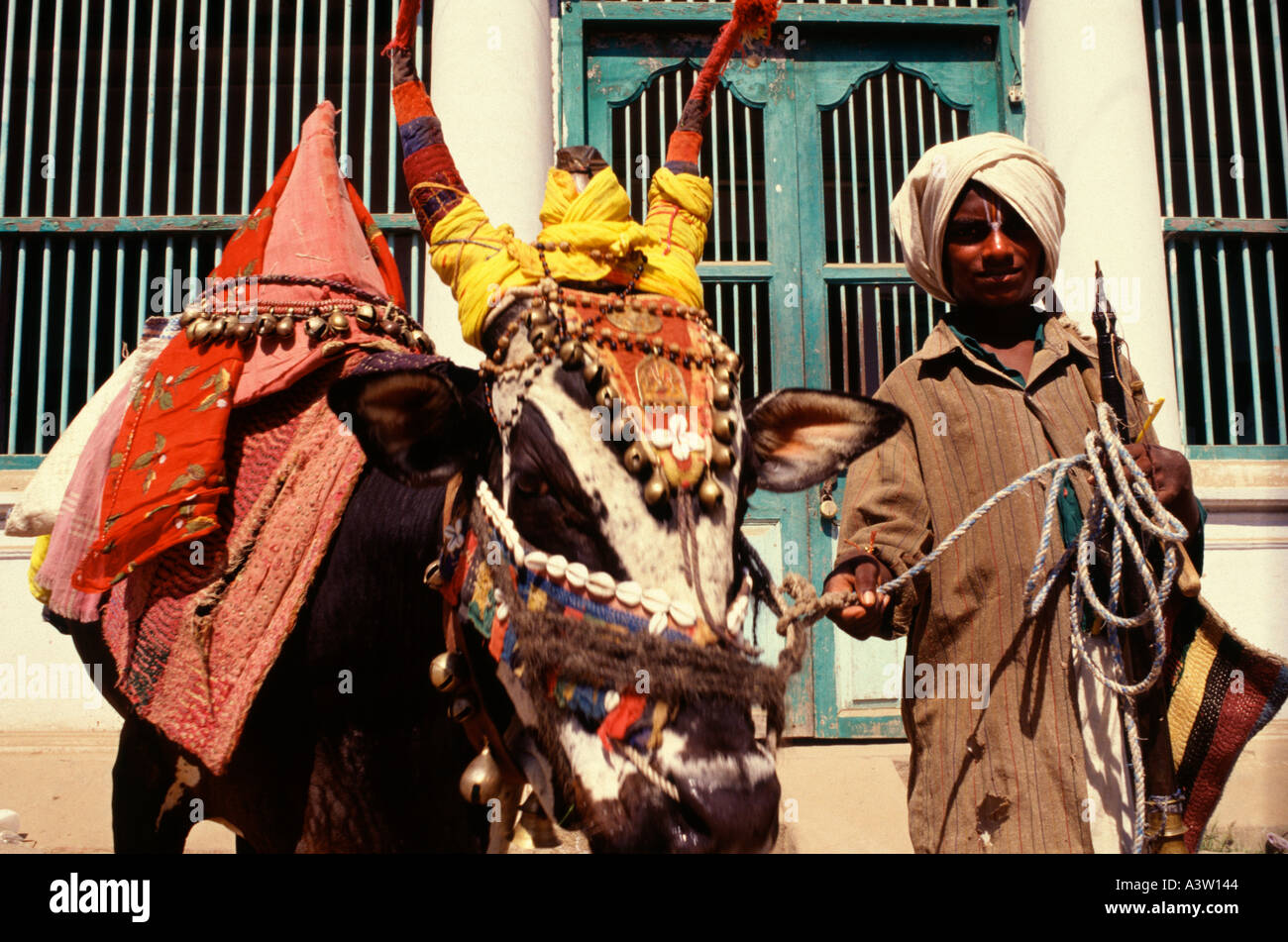 Traveling fortune teller with trumpet and 'magical cow' Tamil Nadu