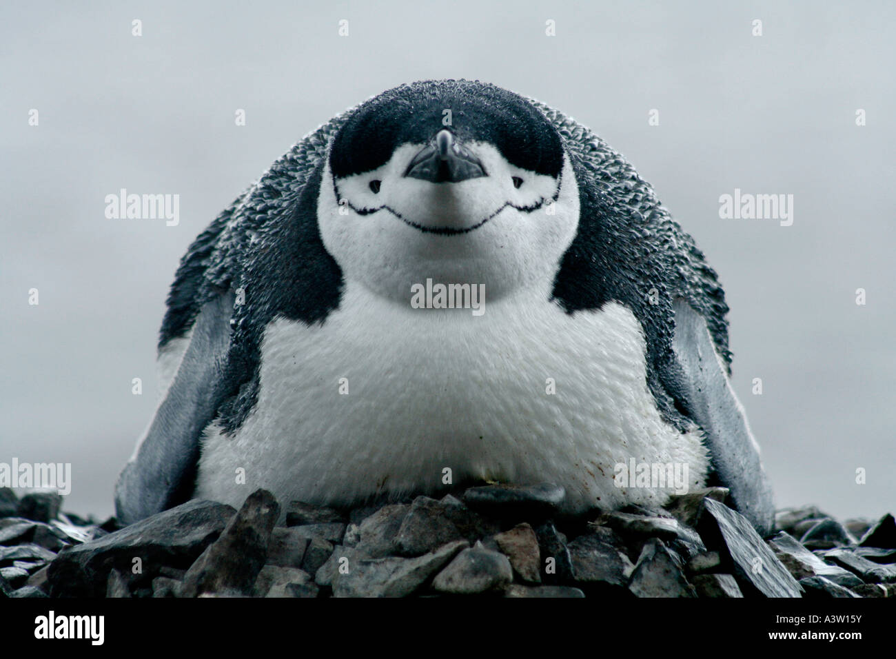 penguin in Antarctica Stock Photo